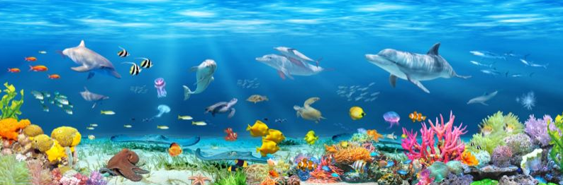 海洋海豚海底珊瑚