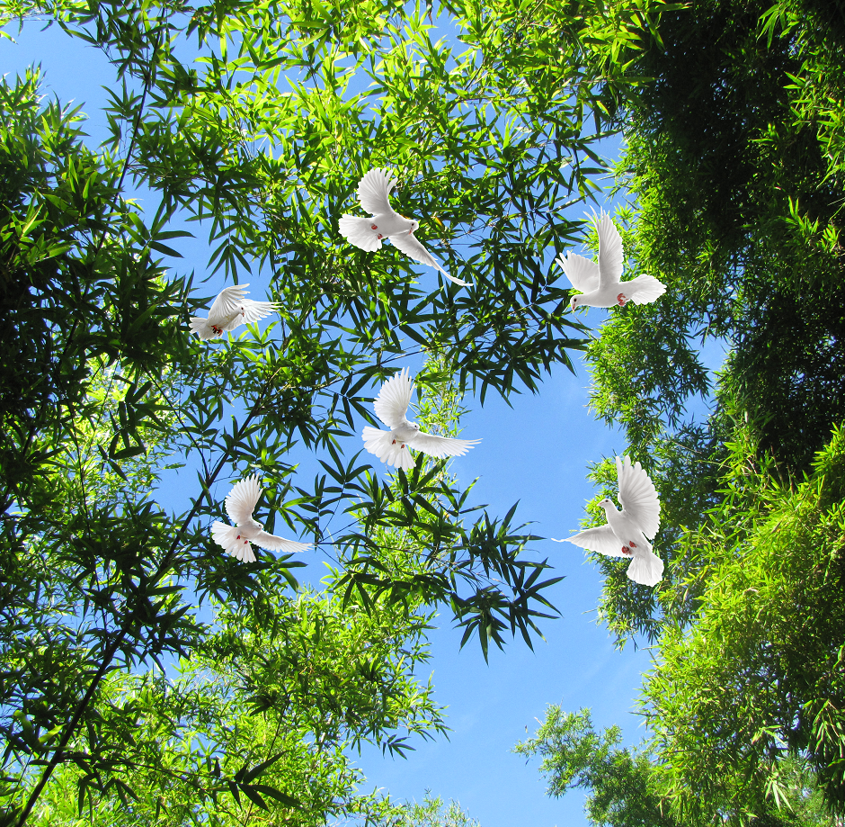 清新竹林蓝天客厅