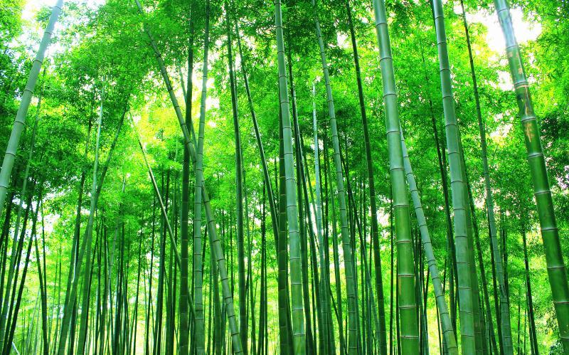 竹林竹子背景墙竹