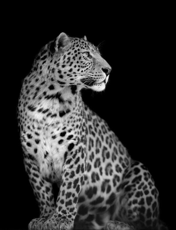 黑色猎豹背景墙黑