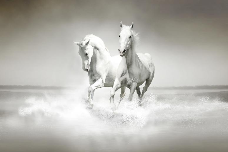 双马奔跑 水背景