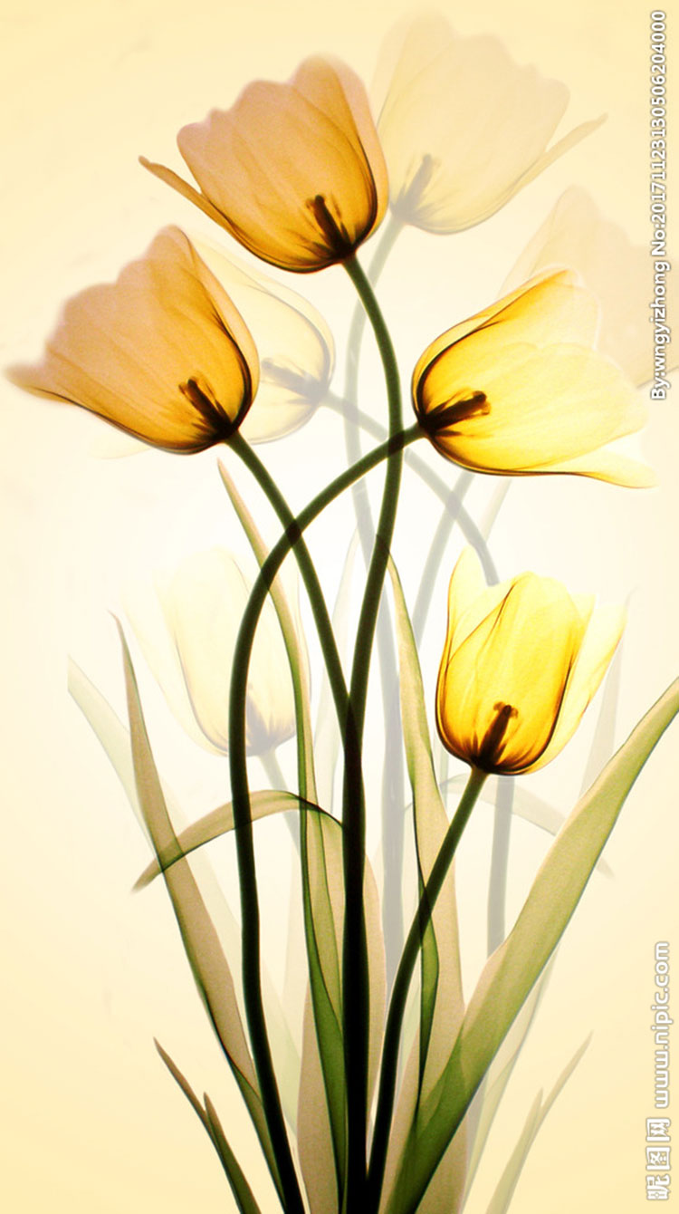 郁金香玄关背景郁