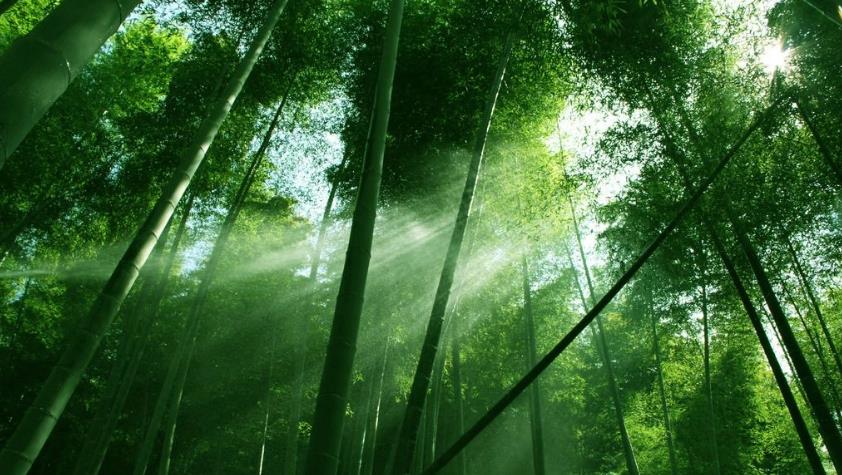 奥林匹克公园竹林