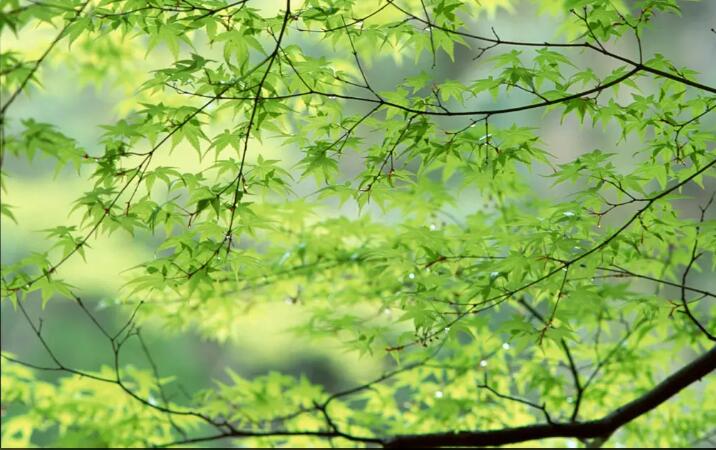 树枝树叶电视背景