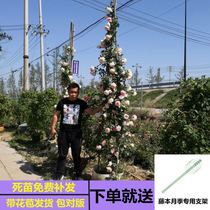 Fujimoto rose pink dragon courtyard climbing vine rose flower rose flower seedlings multi-flower climbing wall rose seedlings