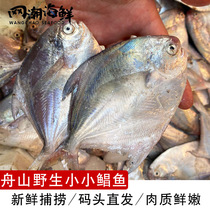 Net tide seafood Zhoushan special fresh small pomfret East China Sea silver pomfret fish 7-8 pieces of flat fish a catty