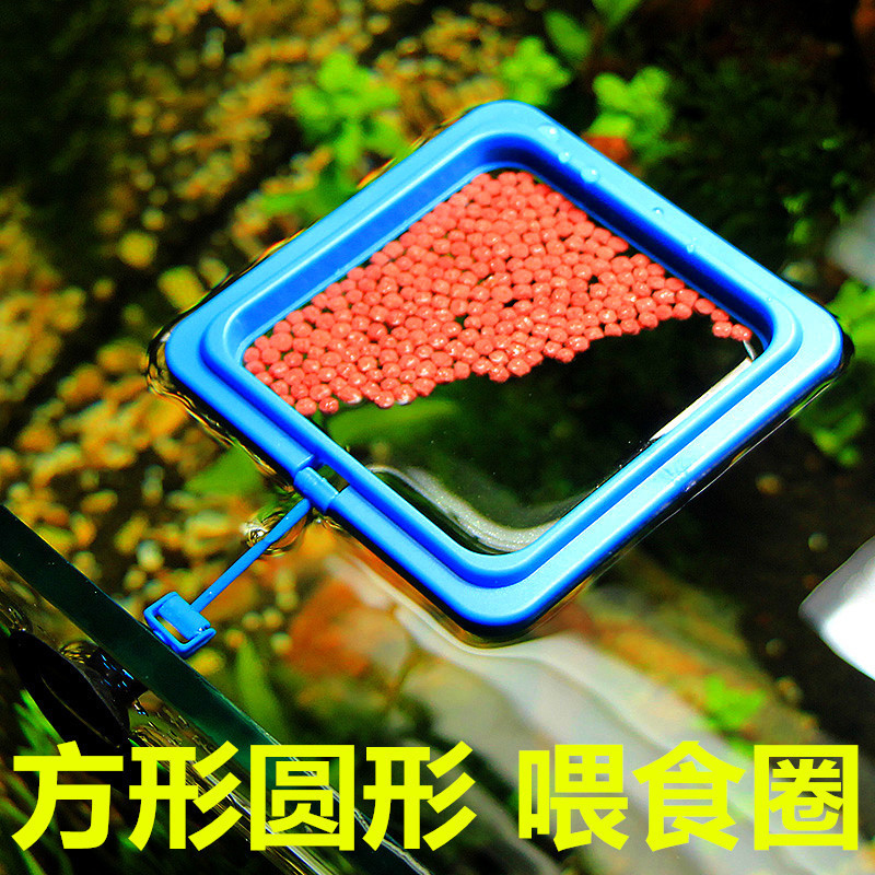 Feeding ring water family fish tank fish food fish grain fish feed feeder automatic feeder feeding ring ornamental peacock fish-Taobao