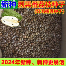 Soursop seeds red durian seeds cores soursop seeds one pound packed fresh and sun-dried