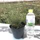 Four Seasons Rosemary Potted Edible Herb Plant Green Plant Thyme Potted Western Food Seasoning Mosquito Repellent