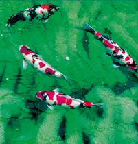 锦鲤产卵草金鱼鱼卵孵化毛刷孵化草鱼卵着床水产养殖鱼巢不锈钢芯