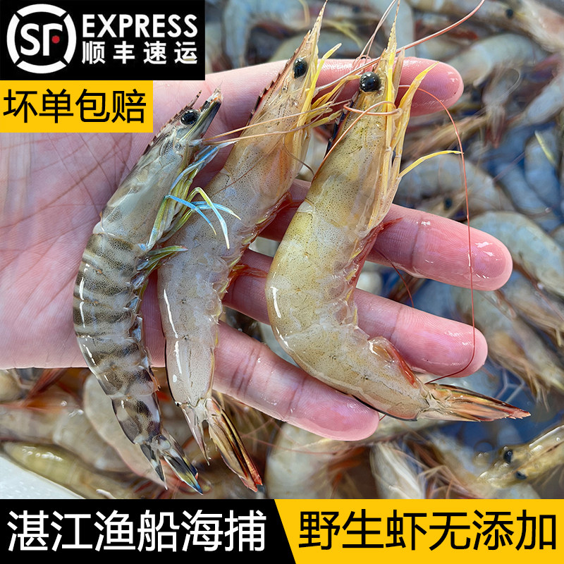 Zhanjiang fresh white shrimp