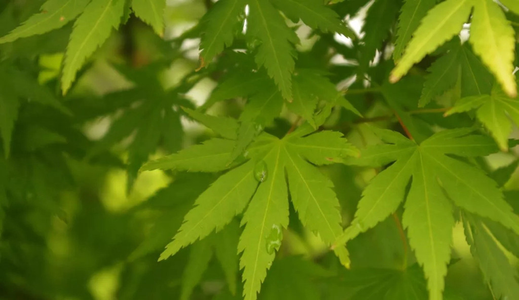 枫树盆景焦叶的原因及正确的养护操作 艺树繁花