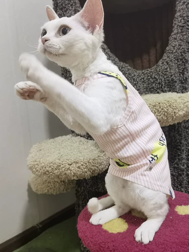 Одежда кошачьей одежды Sphinx Devin koenice Summer Thin Thin подвеска