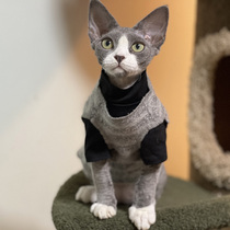 Hairy cat clothes Svenx Devin CoNice curly winter warm jacket comfortable and soft glutinous grey resistant