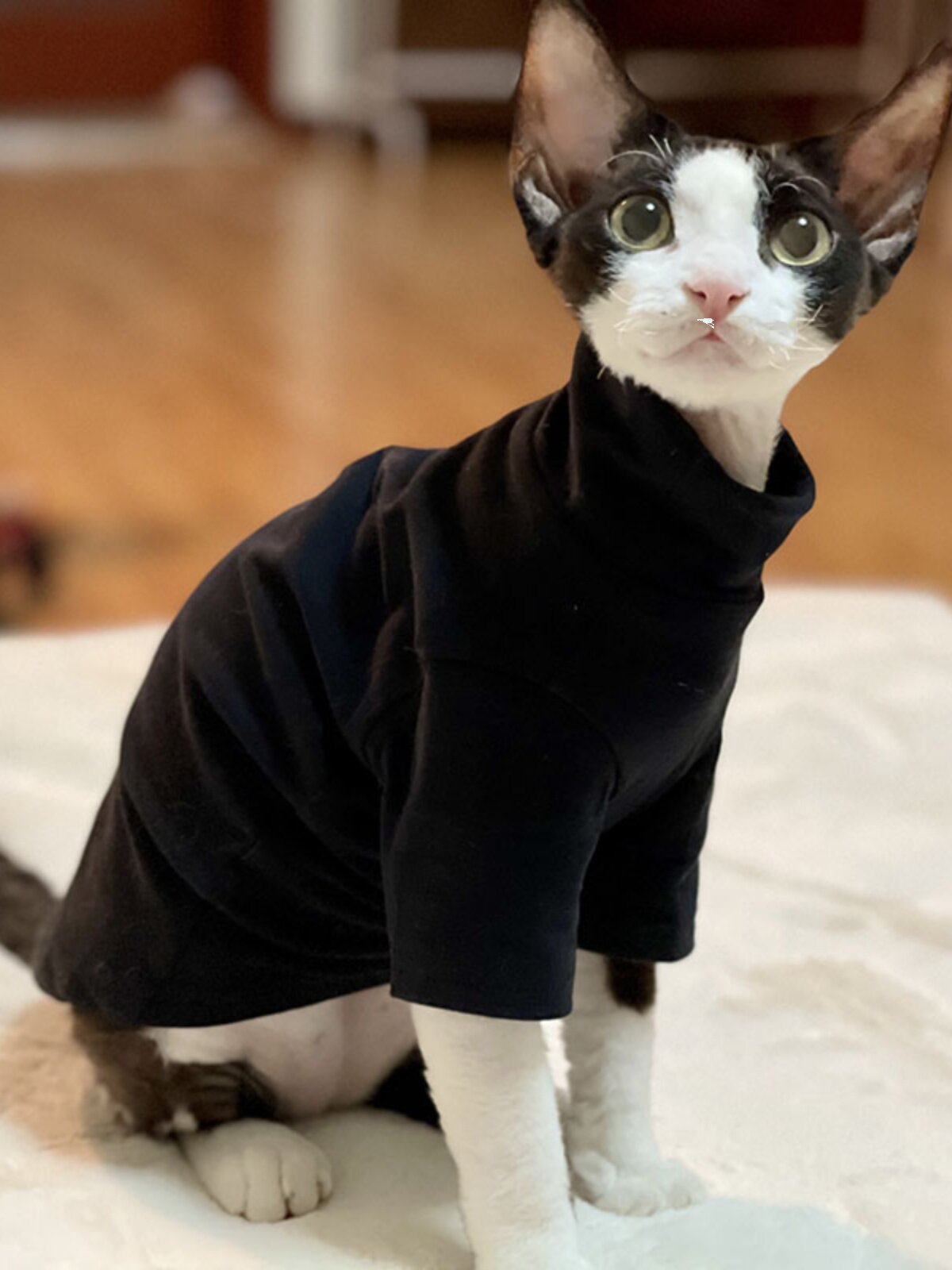 Лысый кот одежда Софин alex Девинке ницца Аби зима тонкая модель ребенок хлопок Проволока поддержка поездка