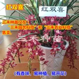 1 Miao ~ 8 Miao орхидея саженцы большие проростки Cymbidium.