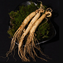 【长白山特产】新鲜现挖正宗鲜人参