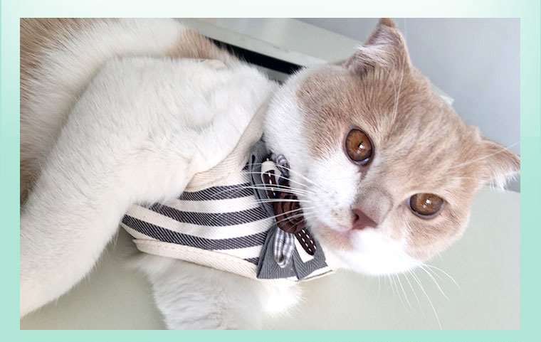 Dây thừng mèo dây kéo chống phá dây kéo mèo dây mèo trơn trượt dây mèo mèo chuỗi mèo tạo tác - Cat / Dog hàng ngày Neccessities Hộp đựng thức ăn cho chó