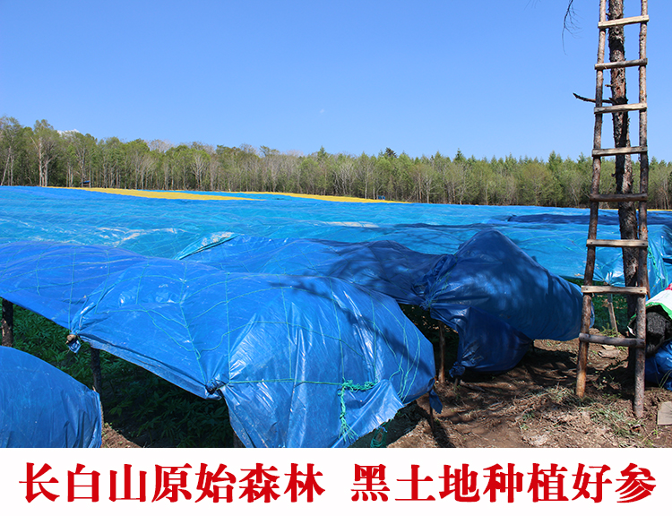 Ginseng is required to be half a catty RMB100