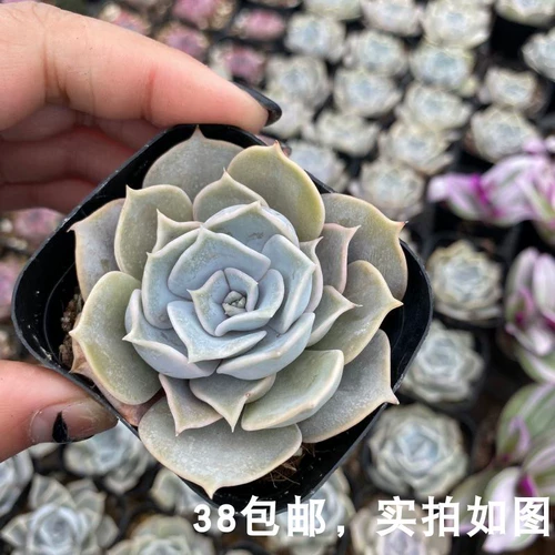 [Седьмой президент] Multi -Flesh, Лина Лотос, одно розовое и фиолетовое состояние в хорошем состоянии, растения зеленых посадных горшечных растений