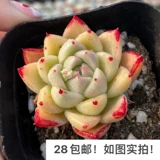 [Семь президента] Многофлезхий, кардинг, однополучаемые большие зимние облака Гибрид дю Ли тысячи штатов, есть темные узоры