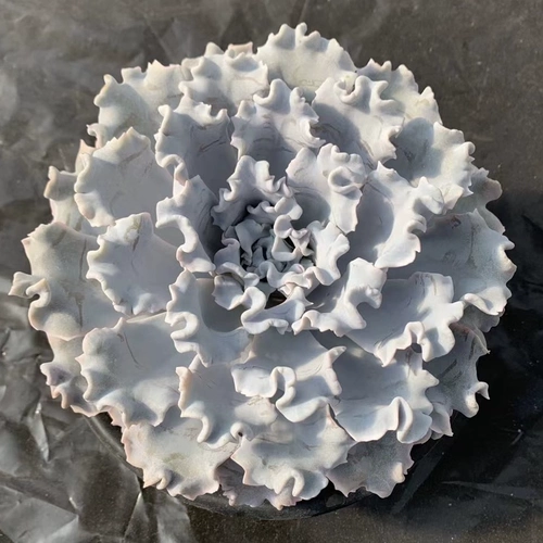 【Цизон】Сочная белая кожица пельменей, морщинистые листья, дорогие корейские продукты, редкие белые танцоры балета.