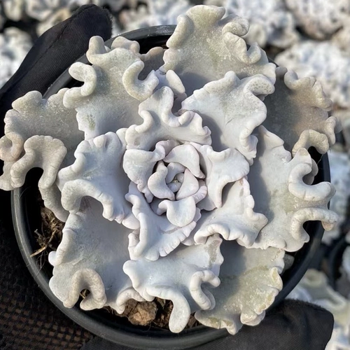 【Цизон】Сочная белая кожица пельменей, морщинистые листья, дорогие корейские продукты, редкие белые танцоры балета.