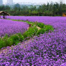 New winter outdoor flower seedlings yi zhong heat-resistant verbena Four Seasons multicast yi huo seed courtyard drought-resistant flowers