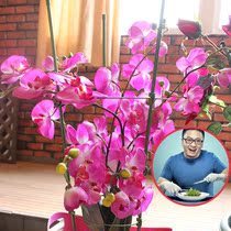 Japanese GREENLIFE Horticultural climbing vine flower stand flower pot support bracket flower planting vegetable balcony Kun brother recommended