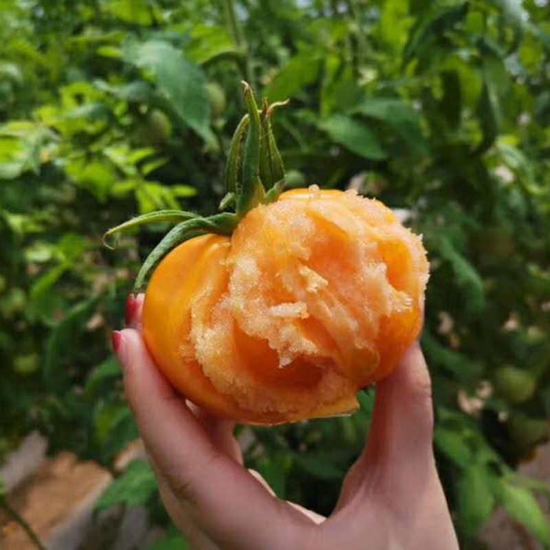 Tomatoes Inner Mongolia 5 original county big yellow tomato now off tomato farmyard tomatoes 6 catties
