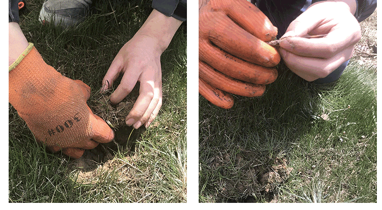 19 лет свежей Grass_07.png