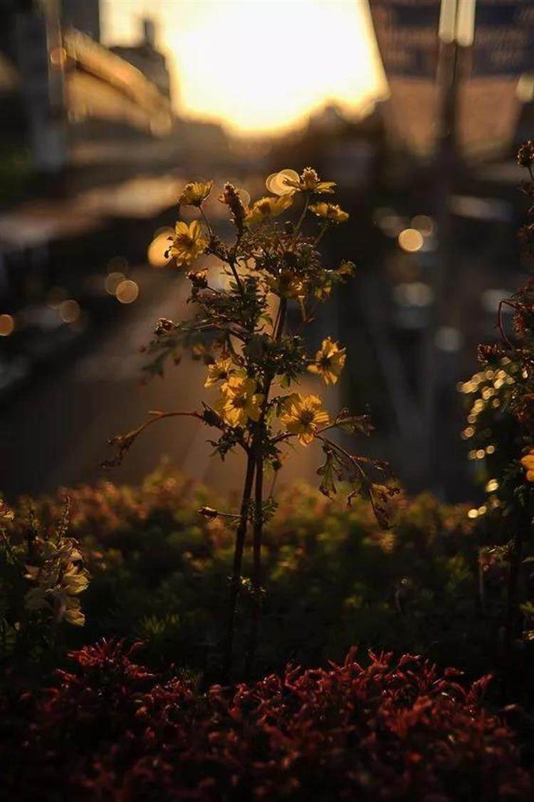 6款網紅花材 點綴家居 仙氣十足 淘寶海外
