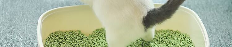 喵 仙儿 Trà xanh đậu hũ cát mèo xả rác không bentonite khử bụi tốc độ thống nhất cát cát đầy đủ 10kg20 kg - Cat / Dog Beauty & Cleaning Supplies chải lông mèo