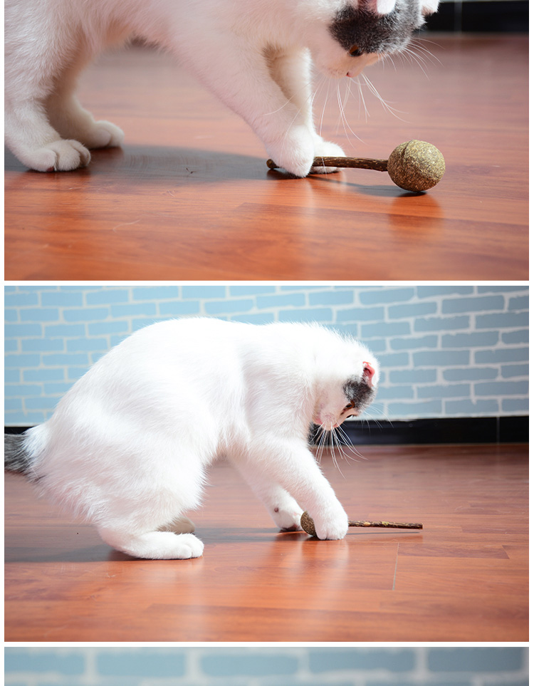 Van Gogh Pet House Catnip Mint Ball Wood Scorpion Cat Lollipop Đồ ăn nhẹ Đồ chơi Cui Spits Balls Làm giảm cảm xúc - Đồ ăn nhẹ cho mèo thức ăn ướt cho mèo