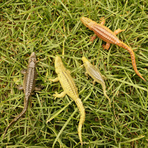 Animal model High simulation insect crocodile micro landscape decoration teaching model refrigerator sticker photography props toy