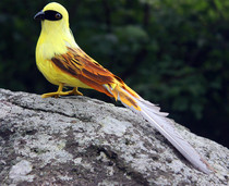 Animal model simulation yellow bird Magpie color bird feather bird photography teaching props toy