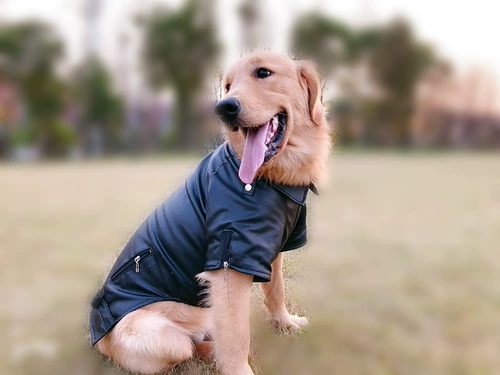 Щенок для домашней одежды Teddy Medium Golden Retriver