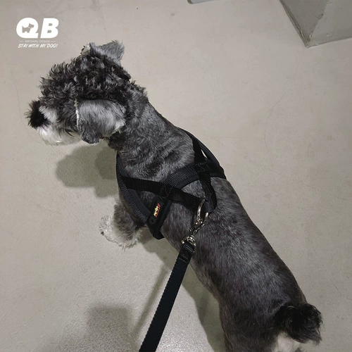 QB Шерри Тедди Шиба Ину Рука Глав