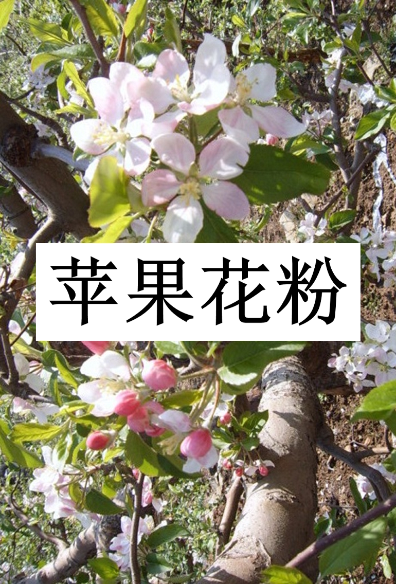 Apple Pollen Apple Pollinated Pollen Gala Powder Begonia Pink Red Star Powder Wang Lin Powder