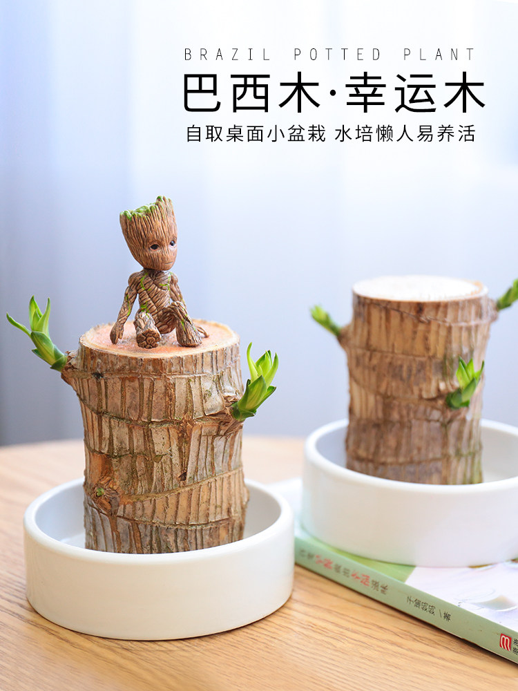 Tree Planting Festival Gift Basil Small Potted Gift Green Planting Indoor Send Teacher Friend Bestie Send Classmates' Office