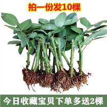 Rose Blossom Sapling Fry All Season Planting Easily planting Miao Blossom Moon Season Green Planting Indoor Courtyard Flower Potted Plant