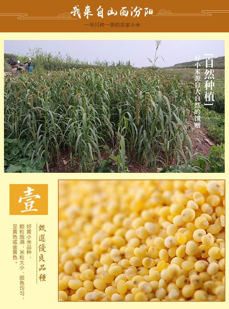 汾州香 21新米 山西汾州黄小米 5斤 熬出的米油称代参汤 图12