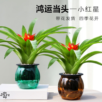 Suitable for lazy people to raise flowers The head large potted living room is really well planted to feed the conference room table hem flowers