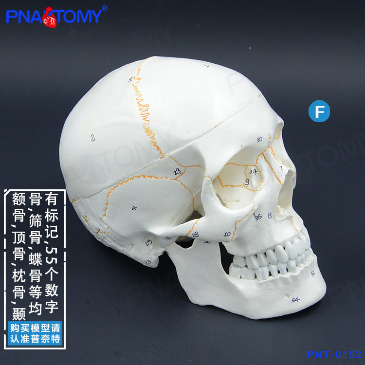人体头骨模型1比1自然大带数字标识骨缝线口腔头颅骨骷髅教学