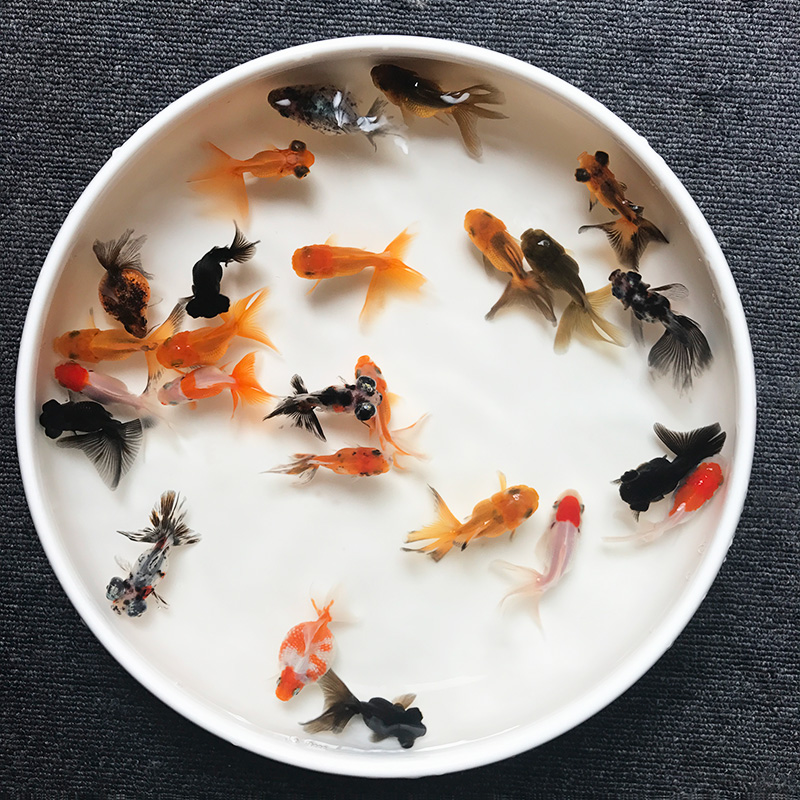 Goldfish Live Cold Water Water Fish Freshwater Fish Koi Dragon Eye to raise small fish butterfly tail red - tail fish