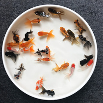 Goldfish live cold water ornamental fish freshwater fish koi dragon eyes easy to raise small fish red lucky fish with butterfly tail top