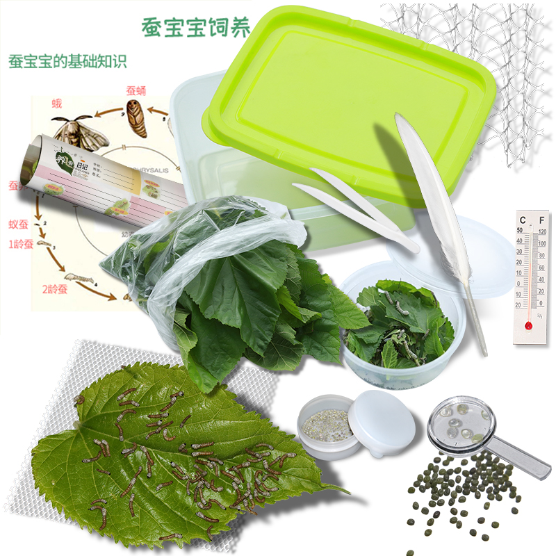 Popular science silkworm baby live suit fresh tender mulberry leaves seven-color golden silkworm eggs live larvae students silkworm white
