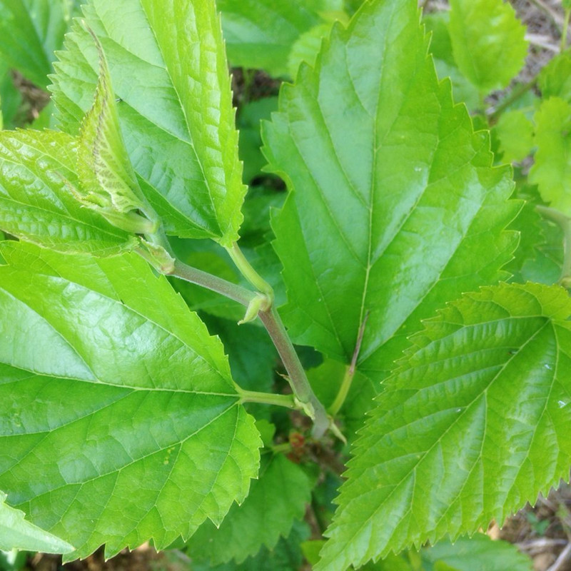 Fresh sauna silkworm baby food Tennon farmers Sam leaves fresh 2 kg leaf thick sauna plant potted plant