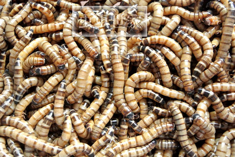 Barley worm live super bread worm live worm pet lizard turtle bird fish live feed live worm 500g