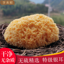 Authentic Gutian white fungus dry goods Super sulfur-free snow ear white fungus fresh lotus soup specialty 250g